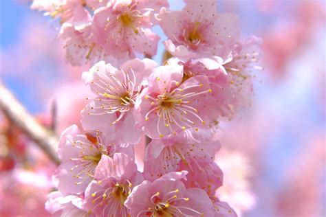 My enchanting tale with the witch amidst the cherry blossoms